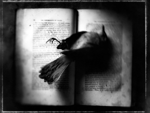 Kernan_Book_Bird